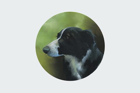 hand painted pet portrait border collie