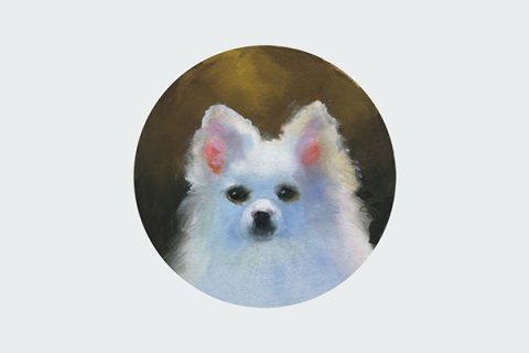 pet portrait hand painted pomeranian